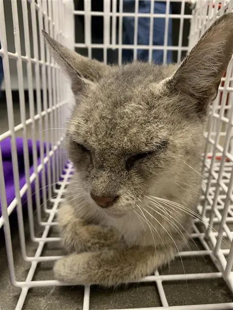 Adoptable Cat