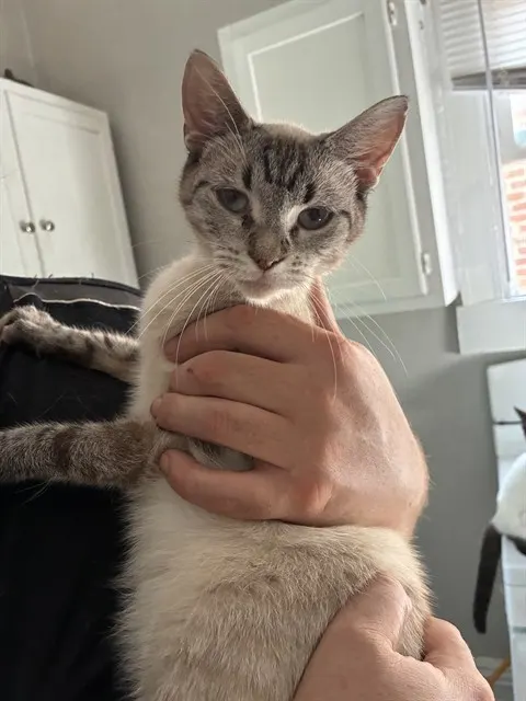 Stella-Luna