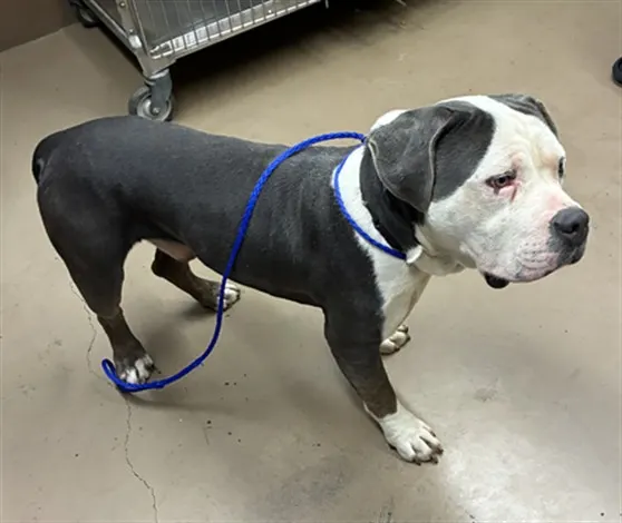 Adoptable Dog
