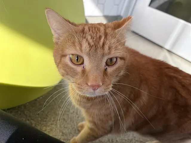 Ernie