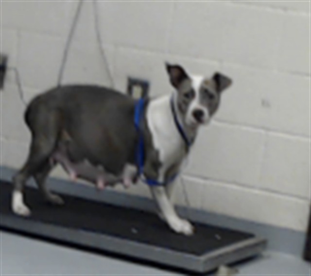 Adoptable Dog