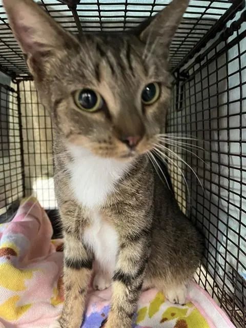 Adoptable Cat