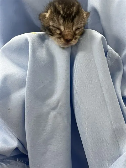 Adoptable Cat