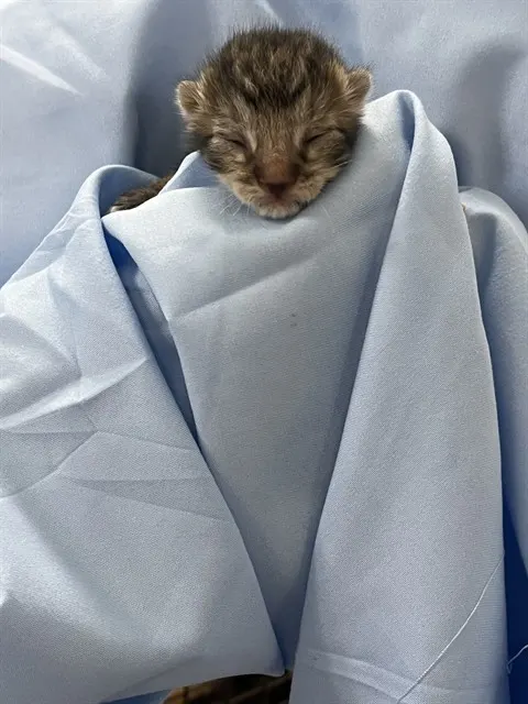 Adoptable Cat
