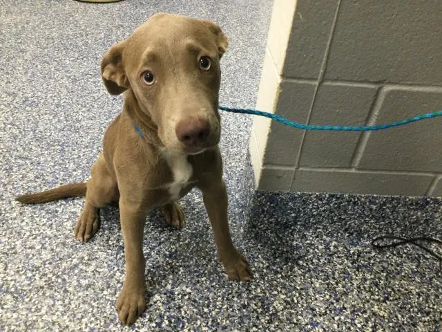 Dobby