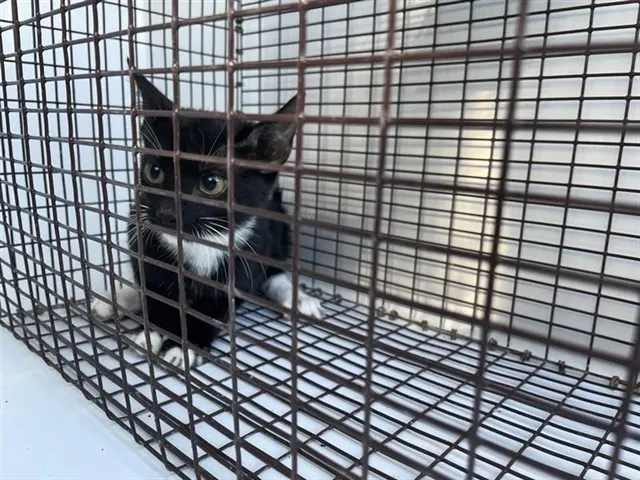 Adoptable Cat