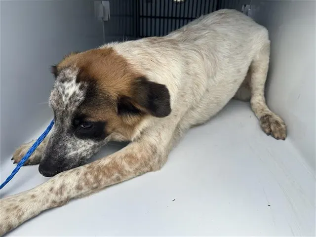 Adoptable Dog
