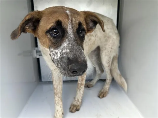 Adoptable Dog
