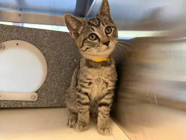 Lulu