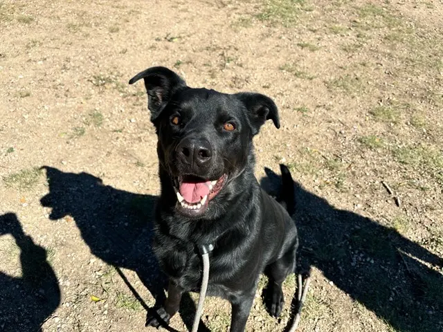 Jet