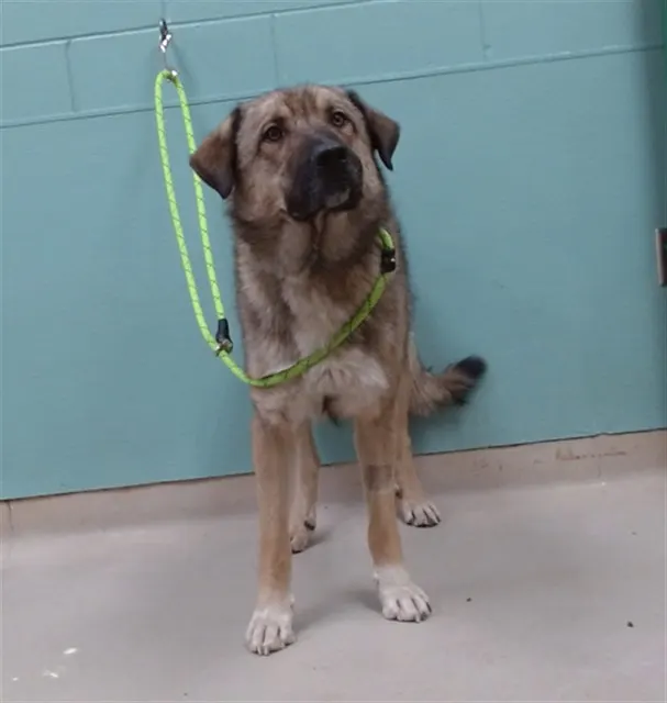 Adoptable Dog