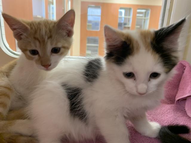 Adoptable Cat