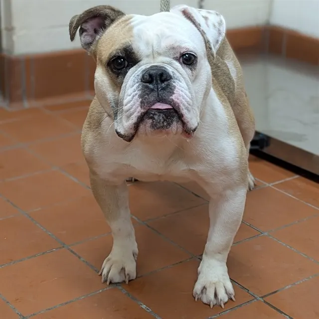 Adoptable Dog