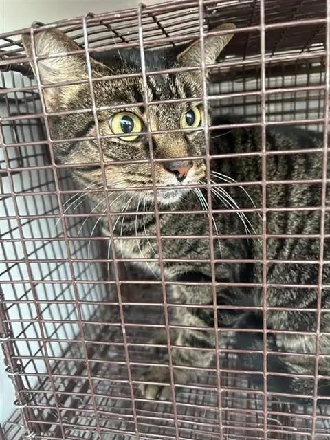 Adoptable Cat