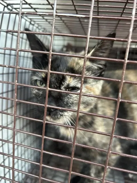 Adoptable Cat
