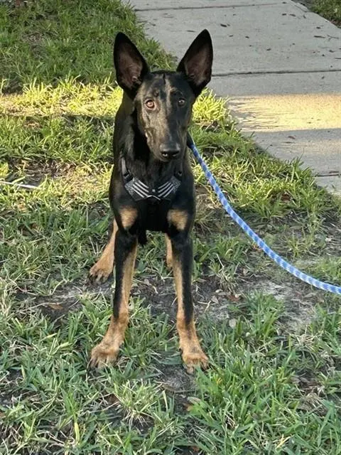 Adoptable Dog