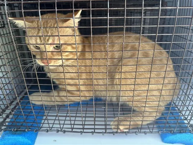 Adoptable Cat