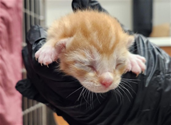 Adoptable Cat