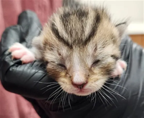 Adoptable Cat