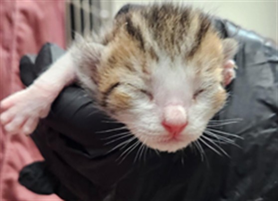 Adoptable Cat