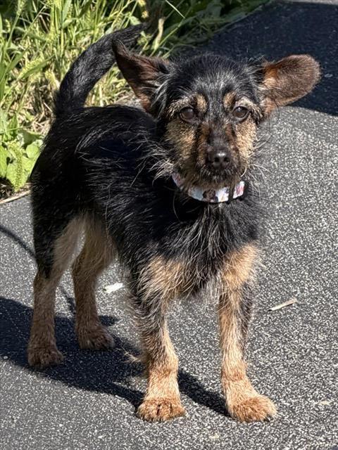 Rukus