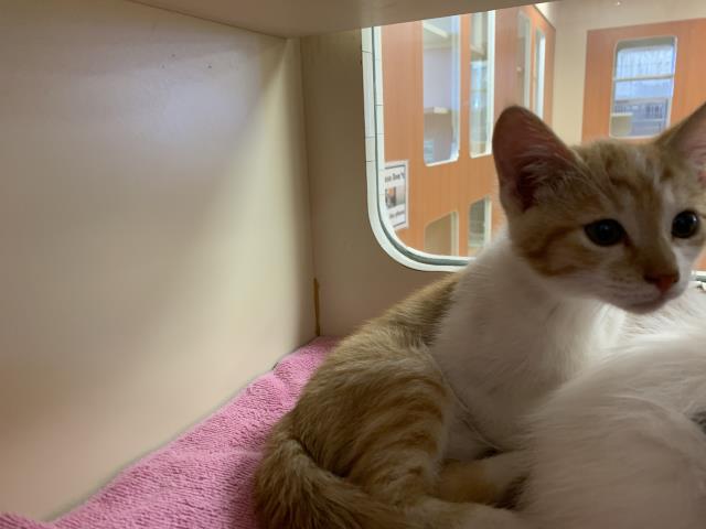Adoptable Cat