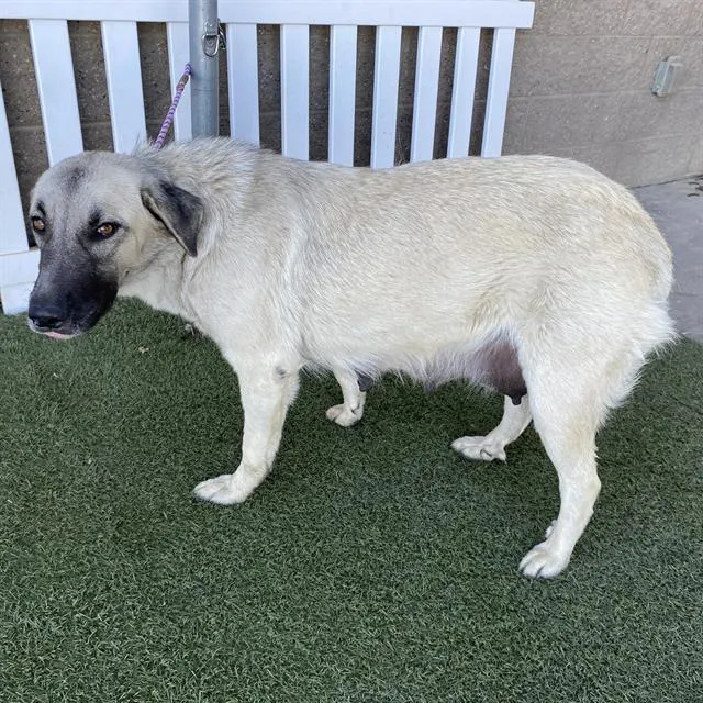 Adoptable Dog