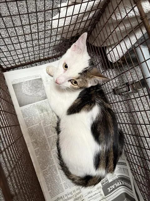 Adoptable Cat