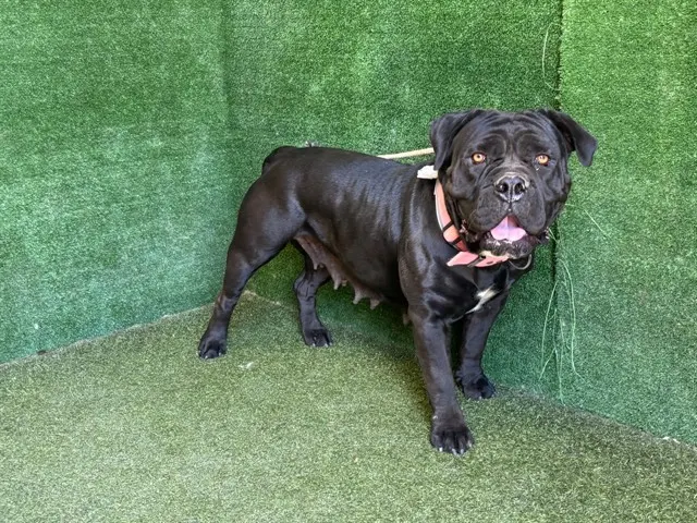 Chiquita