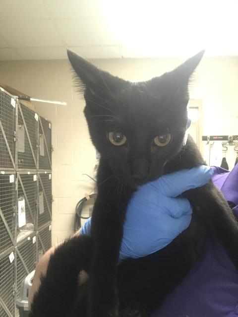 Adoptable Cat