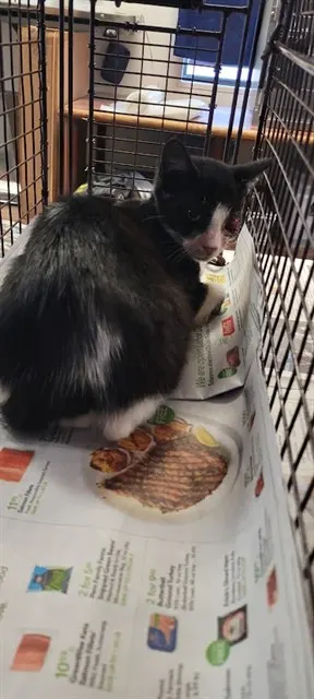 Rascal
