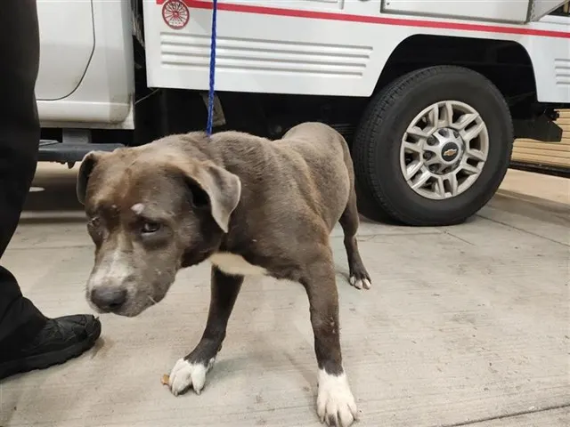 Adoptable Dog