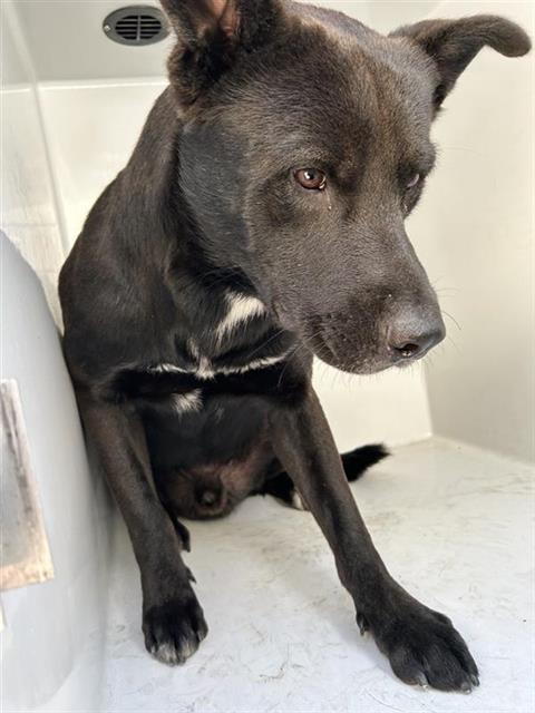 Adoptable Dog