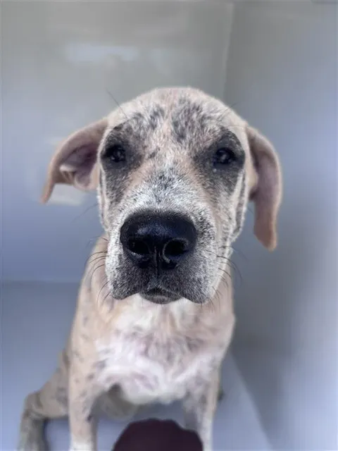 Adoptable Dog