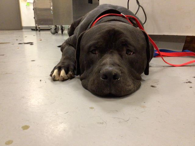 Brutus