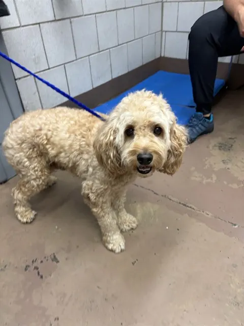 Adoptable Dog