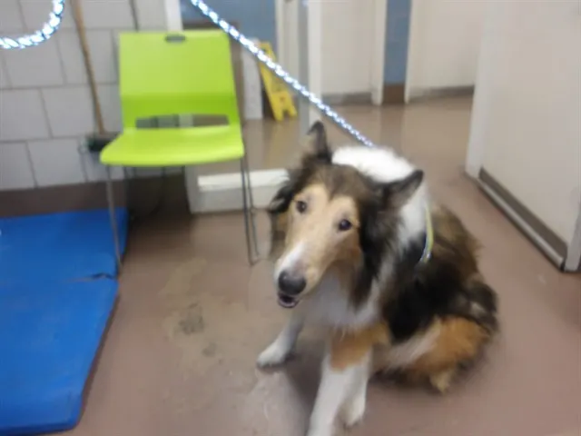 Adoptable Dog