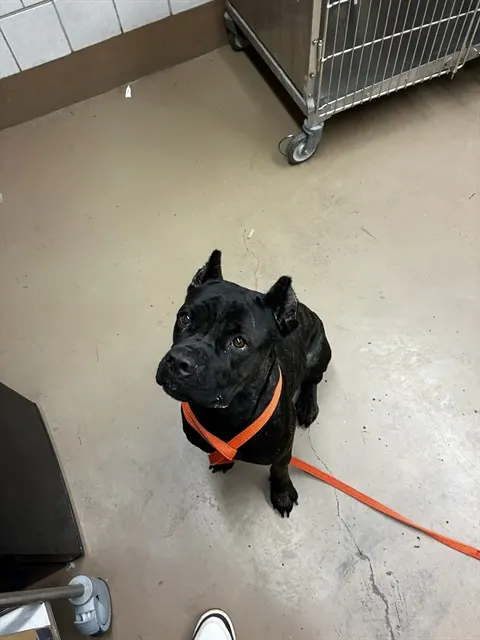 Adoptable Dog