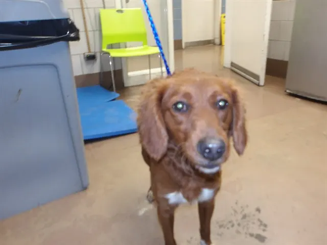 Adoptable Dog