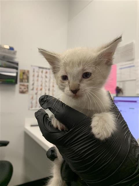 Adoptable Cat