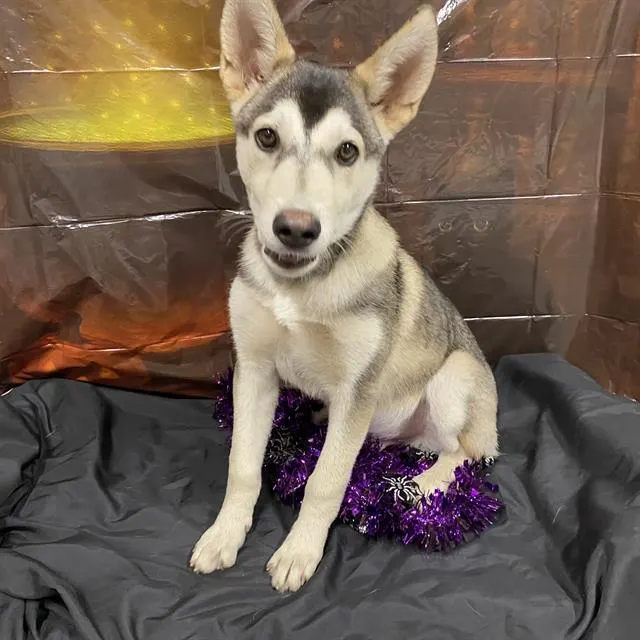 Adoptable Dog