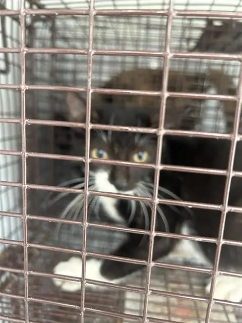 Adoptable Cat