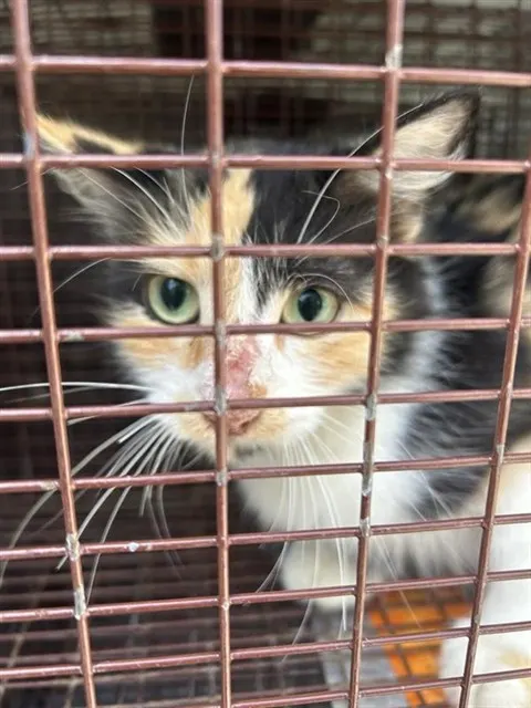 Adoptable Cat