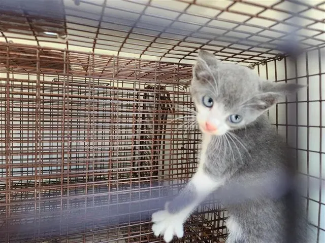 Adoptable Cat