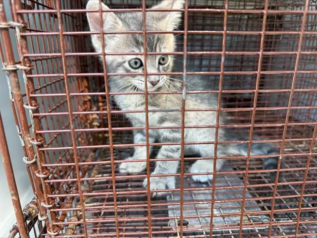 Adoptable Cat