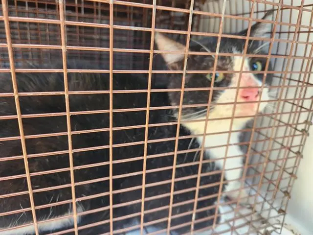 Adoptable Cat