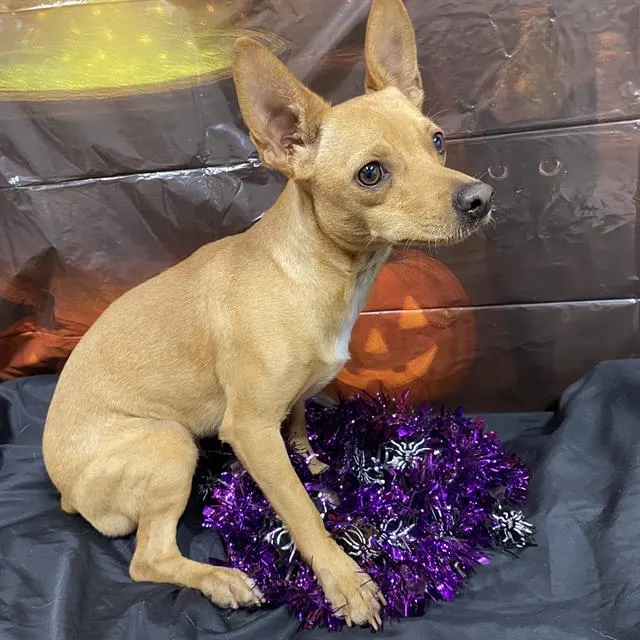 Adoptable Dog