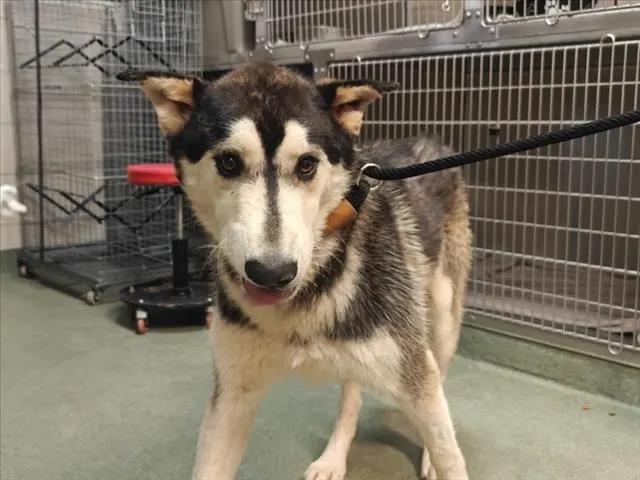 Adoptable Dog