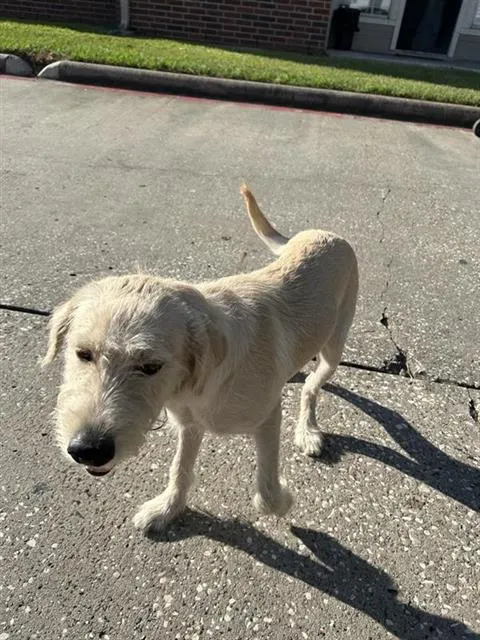 Adoptable Dog