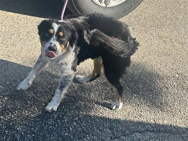 Adoptable Dog
